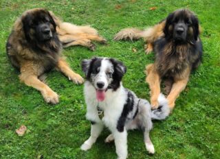 le trio bis